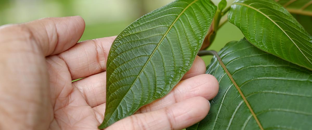 grunderna i kratom