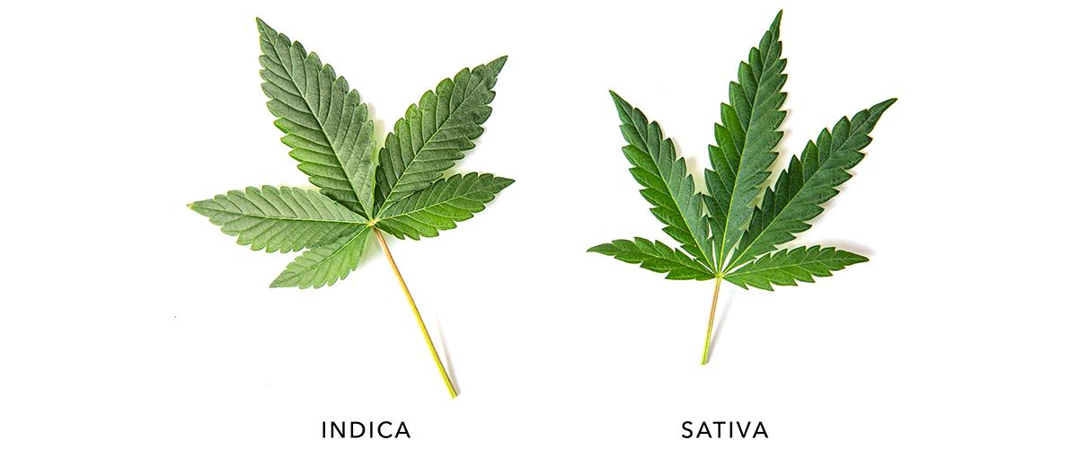 ¿Cuál es la Diferencia Entre Cannabis Indica y Sativa?