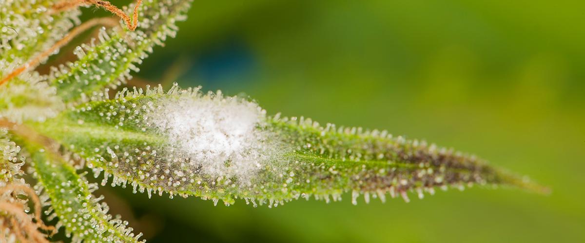 moho en una planta fresca