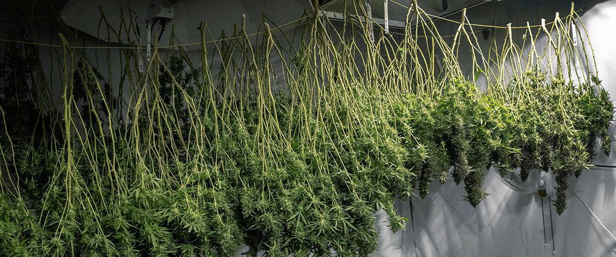 secado de plantas cannabis
