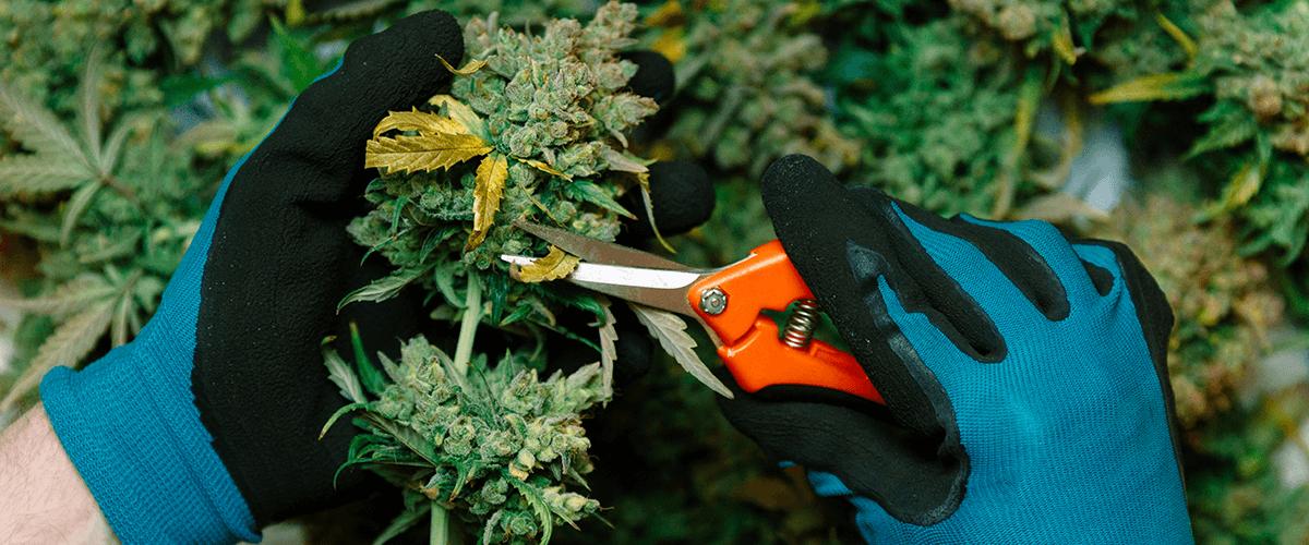 cutting weed with a scissors