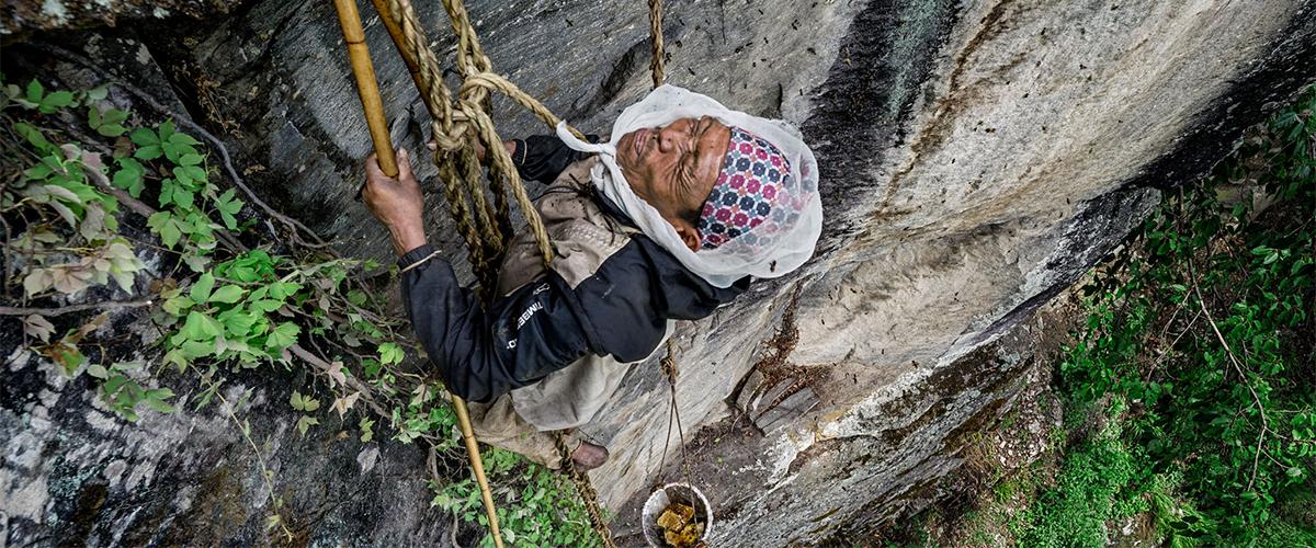 Mad Honey : le miel hallucinogène de l'Himalaya