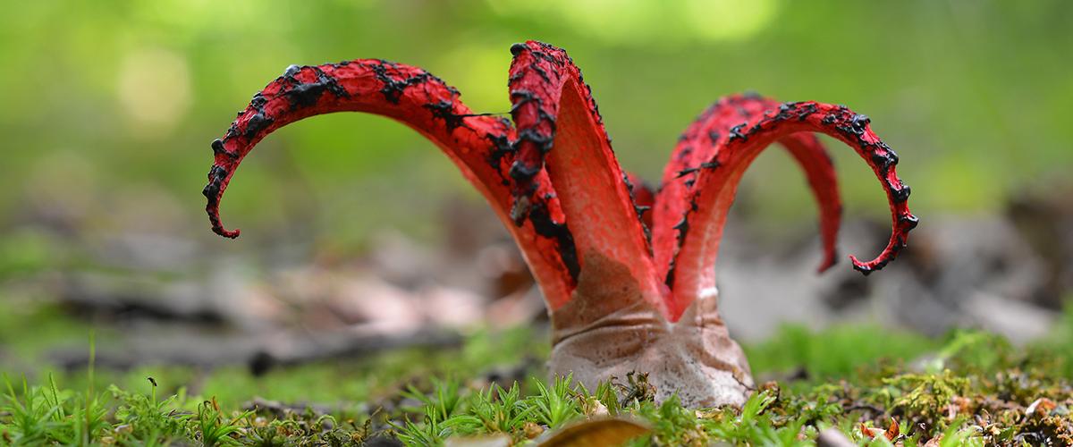 Stinkhorn hawaïen champignon