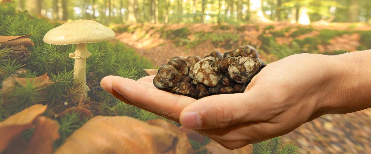 original species of magic truffles