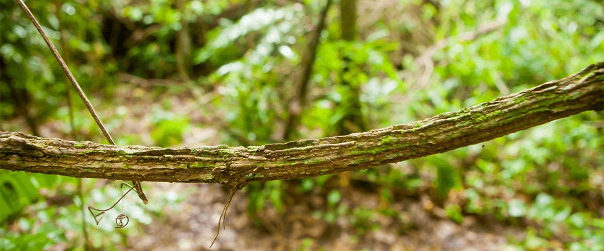 quelles plantes en contiennent ?