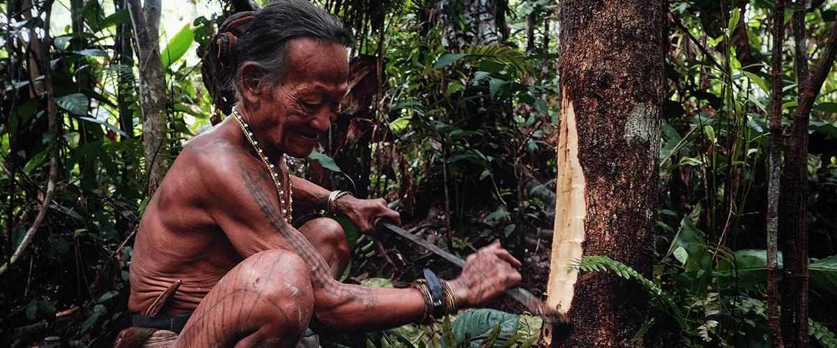 tradición ayahuasca 