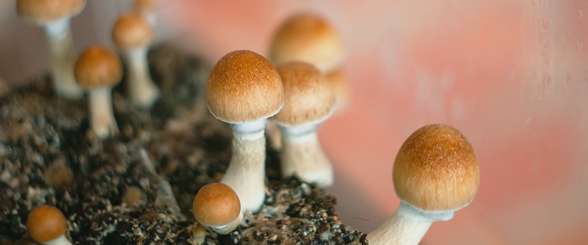 How long do shrooms stay in your system? | Elephantos Blog