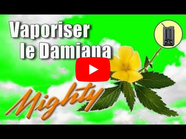 La Damiana : Un Regard en Profondeur Sur Un Remède Naturel Ancestrale