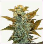Blueberry mix marijuana auto-blommande Frön