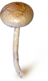 cubensis spore print