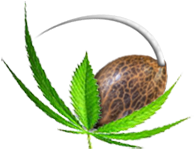 Reguläre cannabis samen