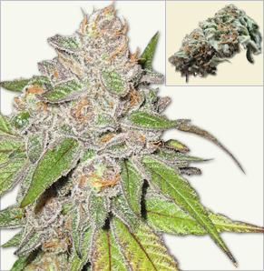 Cheese Special vrouwelijke marijuana zaden