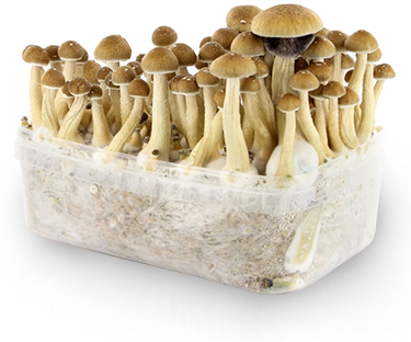 cubensis-mushroom-growkit-L.png