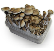 King cambodia cubensis pilz zuchtbox