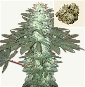 Bubblelicious vrouwelijke marijuana zaden