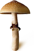 Psilocybe Cubensis Equador sporlar baskı