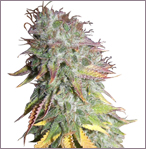 Kush Kush feminized cannabis frön