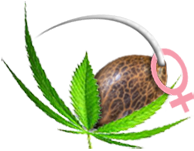 Cannabis samen feminisierte