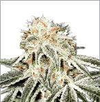 dişileştirilmiş White Widow kenevir tohumları