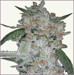 Girl Scout Cookies Feminized Marijuana Seeds