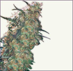 Haze19xSkunk cannabis semillas