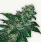 Jack Herer marijuana graines