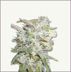 Lowrider Feminized marijuana seeds