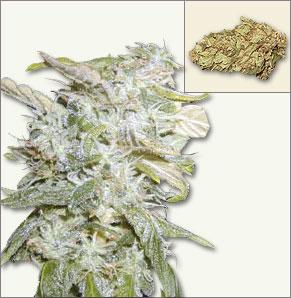 Lowrider marijuana semillas de auto-floración