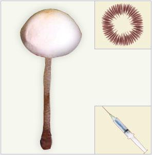 z panaeuolus-cyanescens spores syringe