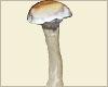 Psilocybe Cubensis Transkei spor tryck