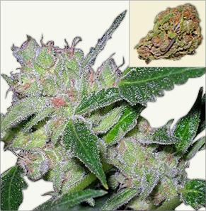 Afghan feminized marijuana seeds