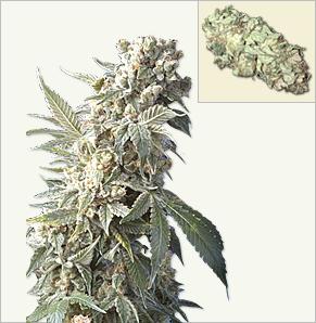 AK 47 XTRM auto-flowering cannabis seeds