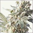 AK 47 XTRM auto-flowering cannabis seeds