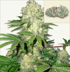 AK 47 feminized seeds