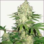 AK 47 feminized seeds