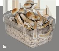 albino magic mushroom grow kit