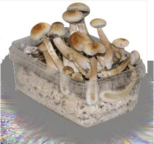 albino magic mushroom grow kit