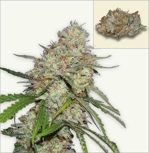 Amnesia feminized seeds