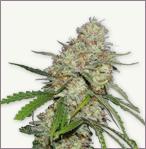 Amnesia feminized seeds