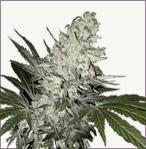 Angelmatic dit Little Angel, des graines de marijuana auto-fleur