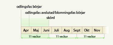 auto-blommande-cannabis-fron