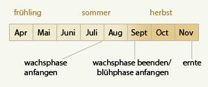 autoblühende  Marihuanapflanzen