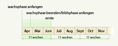 autoblühenden marijuana Pflanze 