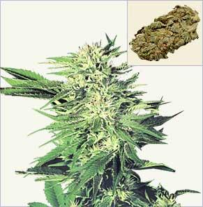 Big Bud marijuana samen feminisierte