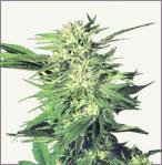 Big Bud feminized marijuana seeds