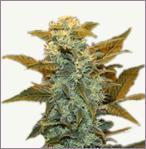 Blueberry mix feminized marijuana seeds