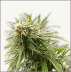 California Dream feminized marijuana seeds