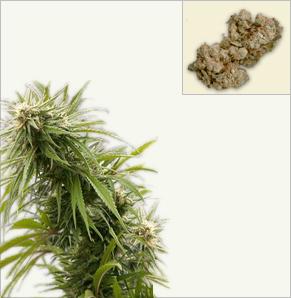 California Dream feminized marijuana seeds