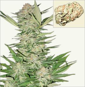 California Special feminized cannabis seeds