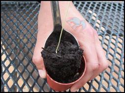 verwijder de plant voorzichtig zonder de wortel te beschadigen